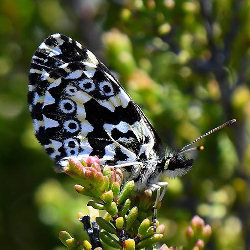 Leprea brown, Nesoxenica leprea, butterfly, Tasmania