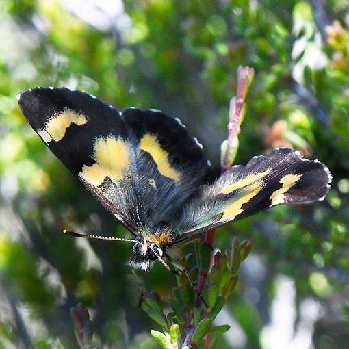 Leprea brown, Nesoxenica leprea, butterfly, Tasmania