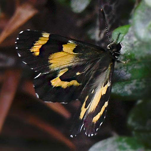 Leprea brown, Nesoxenica leprea, butterfly, Tasmania