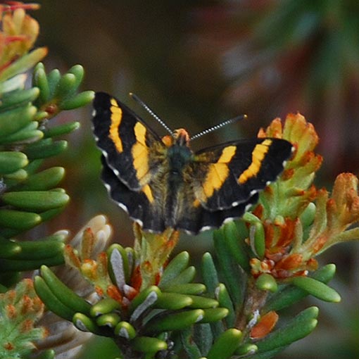 Leprea brown, Nesoxenica leprea, butterfly, Tasmania
