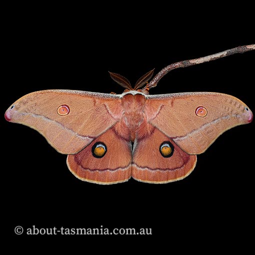 Opodiphthera helena, moth, Tasmania