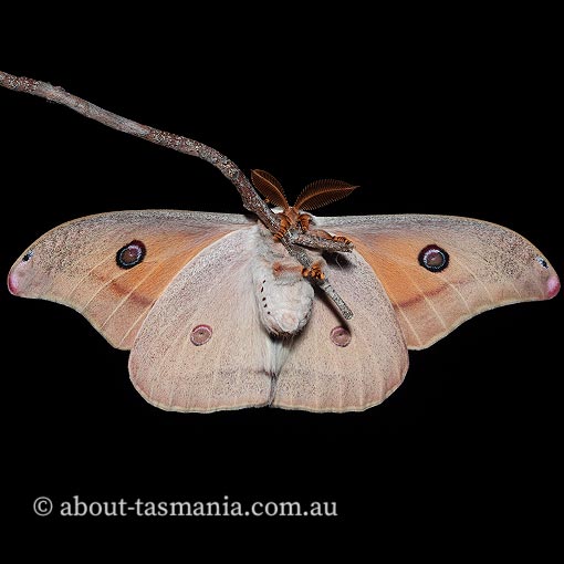 Opodiphthera helena, moth, Tasmania