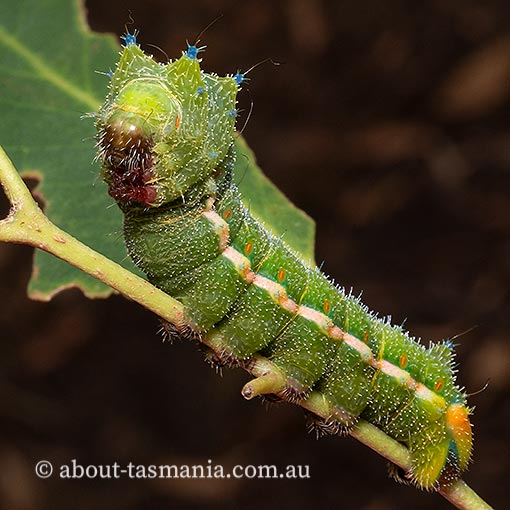 Opodiphthera helena, moth, Tasmania
