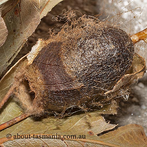 Opodiphthera helena, moth, Tasmania