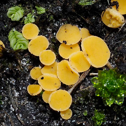 Phaeohelotium baileyanum, Discinella terrestris, fungi, Tasmania