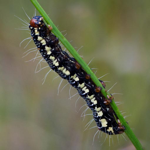 Phalaenoides tristifica, Noctuidae, Tasmania, moth