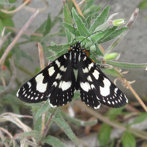 Phalaenoides tristifica, Noctuidae, Tasmania, moth
