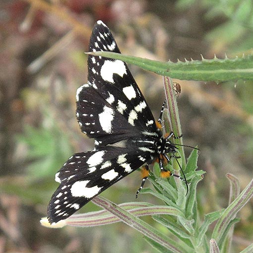 Phalaenoides tristifica, Noctuidae, Tasmania, moth