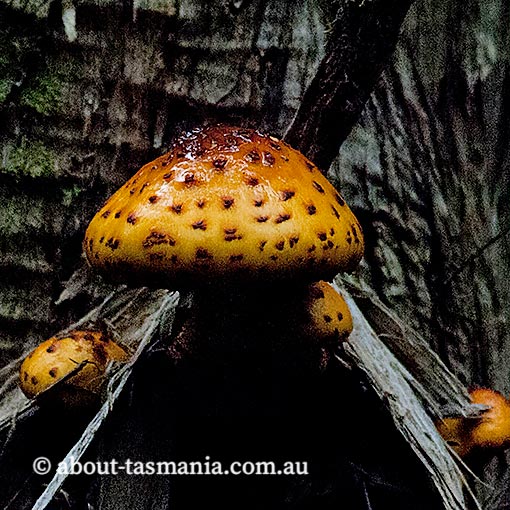 Pholiota aurivella, fungi, Tasmania