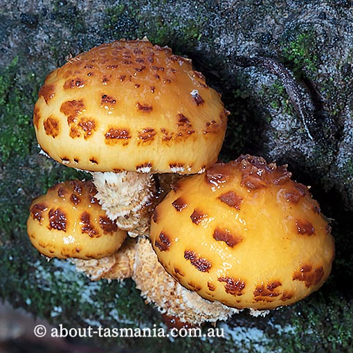 Pholiota aurivella, fungi, Tasmania