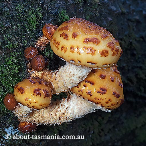 Pholiota aurivella, fungi, Tasmania