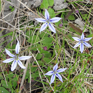 Pratia-pedunculata Lobelia pedunculata, matted pratia, Tasmania