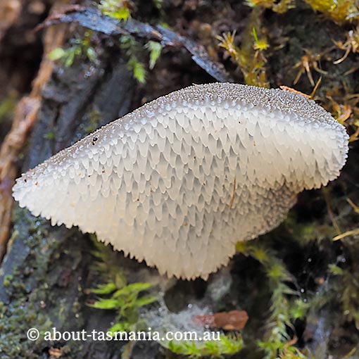 Pseudohydnum tasmanicum, Pseudohydnum gelatinosum, fungi, Tasmania
