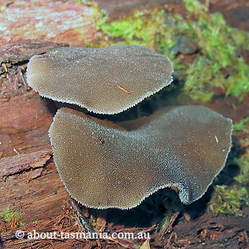 Pseudohydnum tasmanicum, Pseudohydnum gelatinosum, fungi, Tasmania