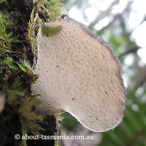 Pseudohydnum tasmanicum, Pseudohydnum gelatinosum, fungi, Tasmania