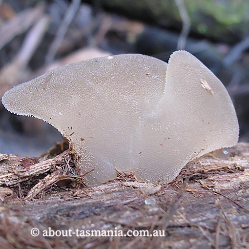 Pseudohydnum tasmanicum, Pseudohydnum gelatinosum, fungi, Tasmania
