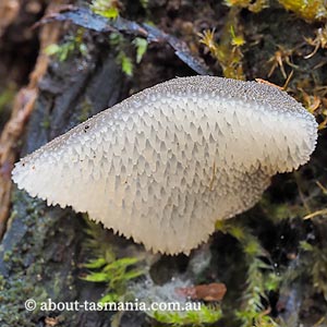 Pseudohydnum tasmanicum