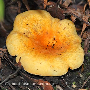 Russula flocktoniae