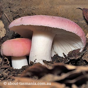 Russula sp.