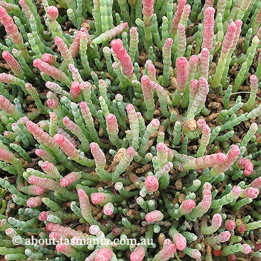 Sarcocornia blackiana, thick-head glasswort, Tasmania