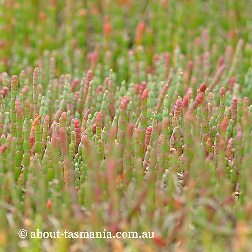 Sarcocornia blackiana, thick-head glasswort, Tasmania