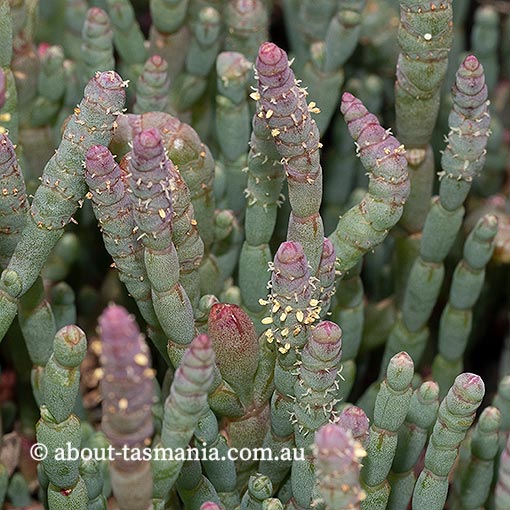 Sarcocornia blackiana, thick-head glasswort, Tasmania