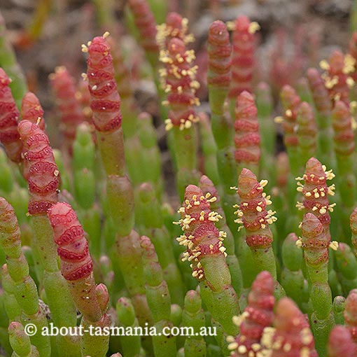 Sarcocornia blackiana, thick-head glasswort, Tasmania