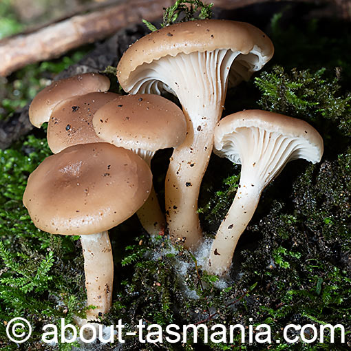 Singerocybe clitocyboides, fungi, Tasmania
