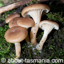 Singerocybe clitocyboides