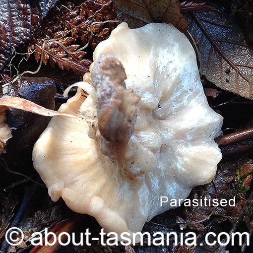 Singerocybe clitocyboides, fungi, Tasmania
