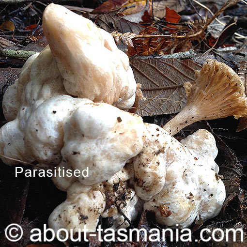 Singerocybe clitocyboides, fungi, Tasmania