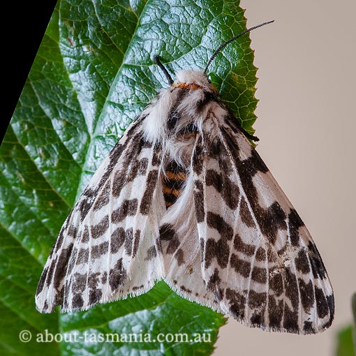 Spilosoma glatignyi, Ardices glatignyi, moth, Tasmania