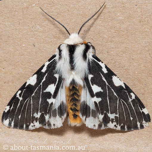 Spilosoma glatignyi, Ardices glatignyi, moth, Tasmania