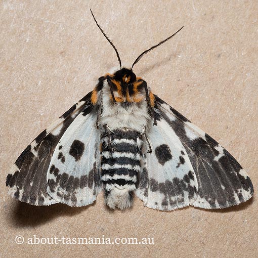 Spilosoma glatignyi, Ardices glatignyi, moth, Tasmania