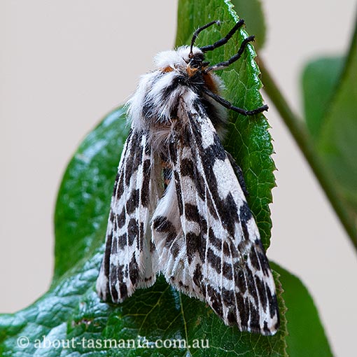 Spilosoma glatignyi, Ardices glatignyi, moth, Tasmania