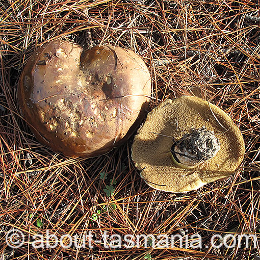Suillus luteus, fungi, Tasmania