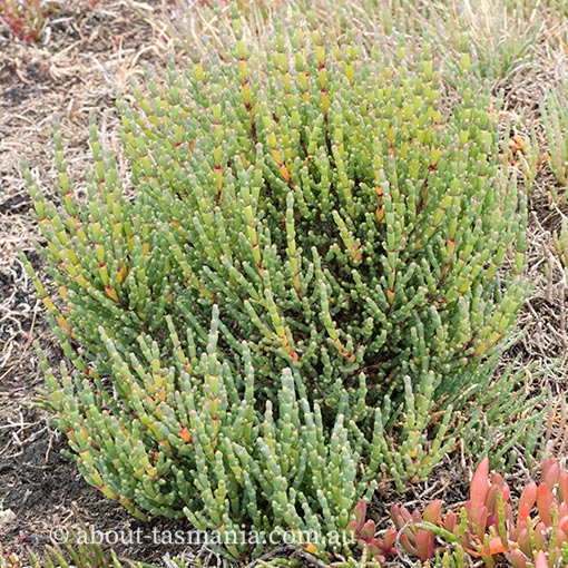 Tecticornia arbuscula, shrubby glasswort, Tasmania