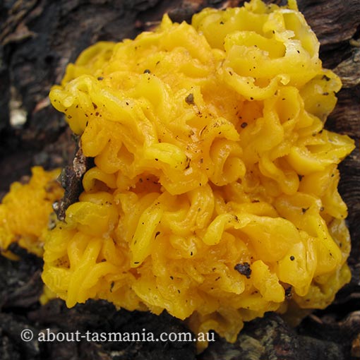 Tremella aurantia, fungi, Tasmania