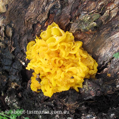 Tremella aurantia | About Tasmania