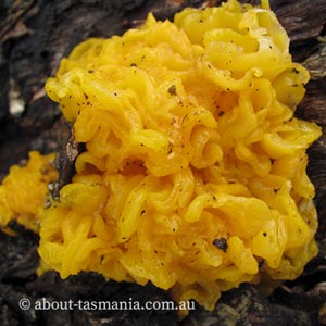 Tremella aurantia