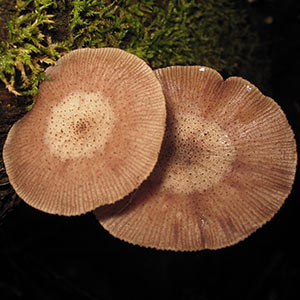 Armillaria novae-zelandiae