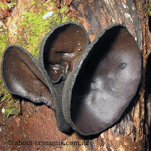 Urnula campylospora, fungi, Tasmania