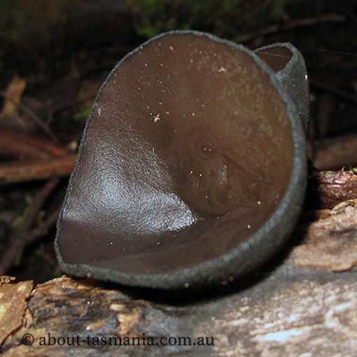 Urnula campylospora, fungi, Tasmania