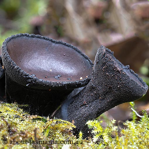 Urnula campylospora, fungi, Tasmania