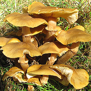 Armillaria luteobubalina