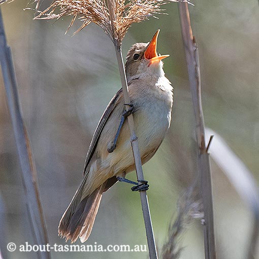 Australian Reed-warbler, Acrocephalus australis, Tasmania