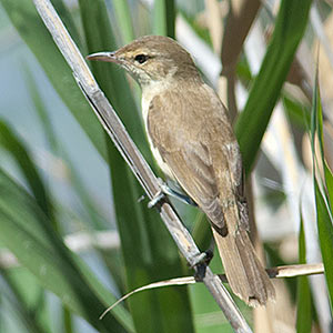 Australian Reed-warbler, Acrocephalus australis, Tasmania