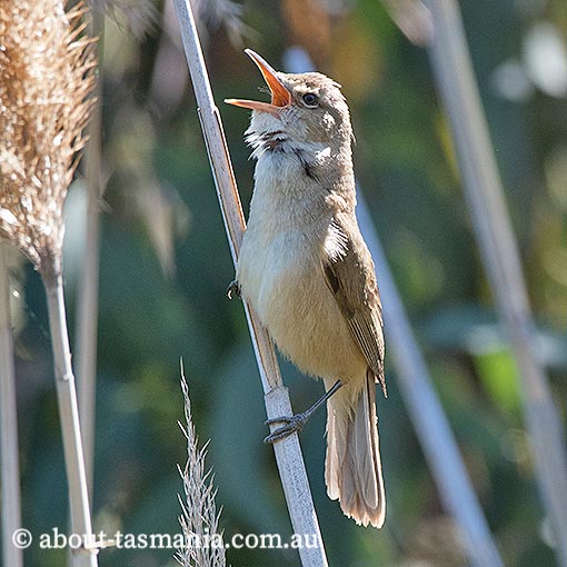 Australian Reed-Warbler | About Tasmania