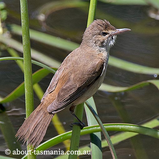 Australian Reed-warbler, Acrocephalus australis, Tasmania