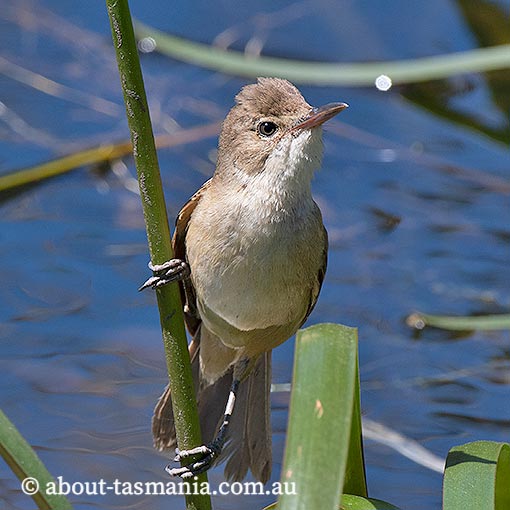 Australian Reed-warbler, Acrocephalus australis, Tasmania